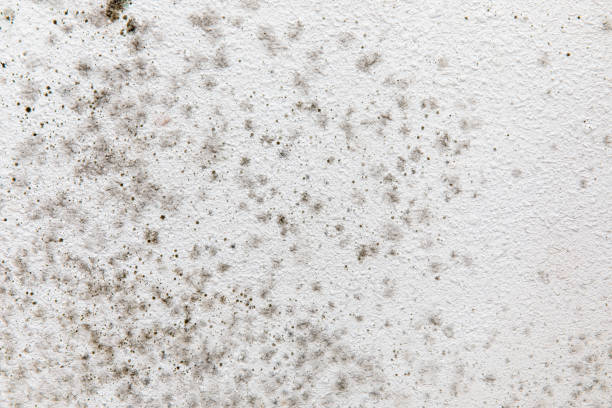 Best Mold Prevention Services  in Manning, SC