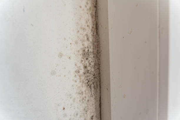 Best Attic Mold Removal  in Manning, SC