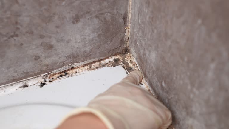 Best Commercial Mold Inspection  in Manning, SC