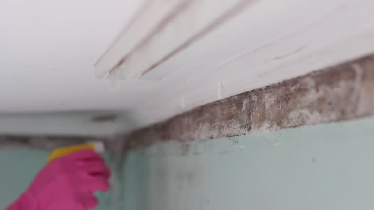 Best Environmental Consulting for Mold Prevention  in Manning, SC